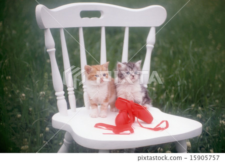 Cute kittens 15905757