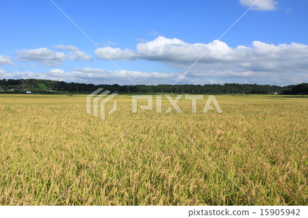 Fruits of good harvest 15905942