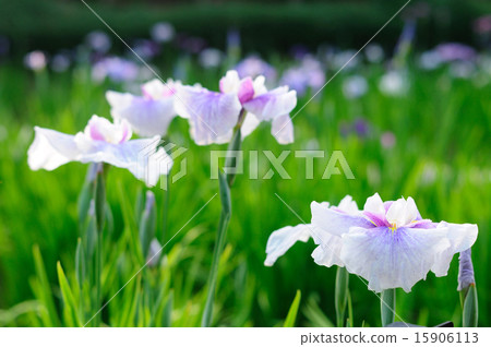 在Adachi-ku Soupu-numa公園的Iris Muso 15906113