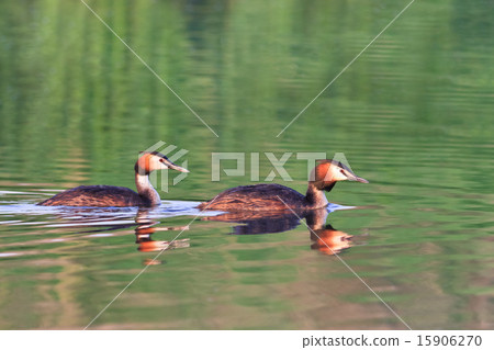 Great crested grebe Great crested grebe 15906270