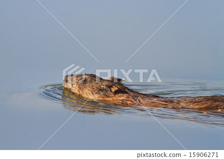 Muskrat ( Ondatra zibethica ) 15906271