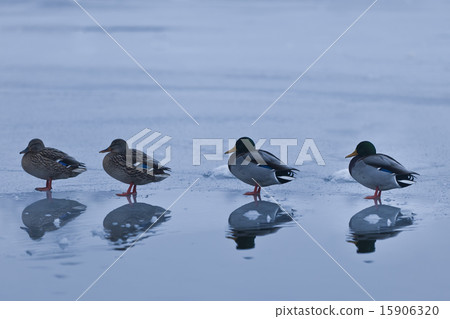 ducks on ice 15906320