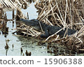 American Alligator  15906388