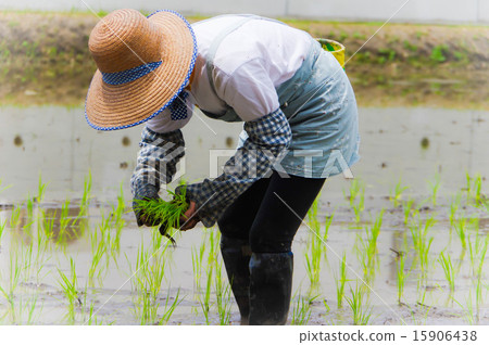 A woman planting rice 15906438