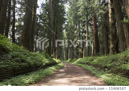 Tochigi prefecture fresh green sunlight cedar tree Tochigi prefecture fresh green sunlight cedar tree 15906587