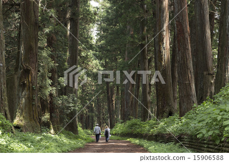 Tochigi prefecture fresh green sunlight cedar tree 15906588