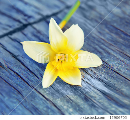 Picture Spring Flower narcissus daffodils Picture Spring Flower narcissus daffodils 15906703