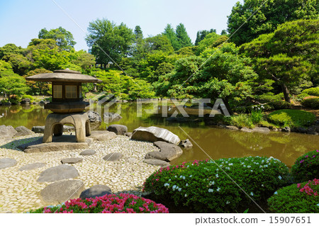 A stone lantern at the waterside of the old Furukawa garden and a flower of colorful Satsuki A stone lantern at the waterside of the old Furukawa garden and a flower of colorful Satsuki 15907651