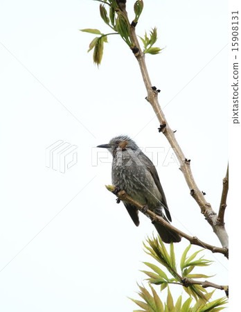 Wild bird Wild bird 15908131