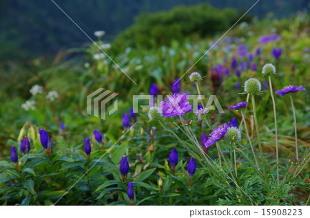 松本石和龍膽 15908223