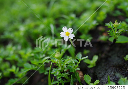 Hinazakura Hinazakura 15908225