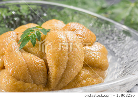 sea urchin 15908250