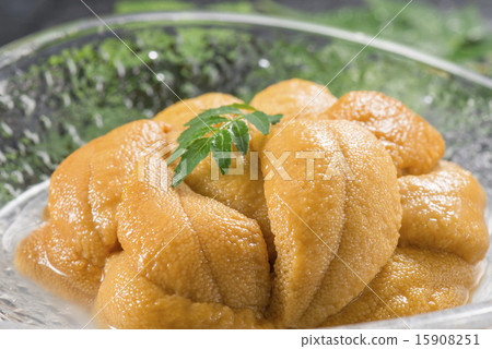 sea urchin 15908251