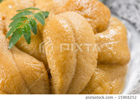 sea urchin 15908252