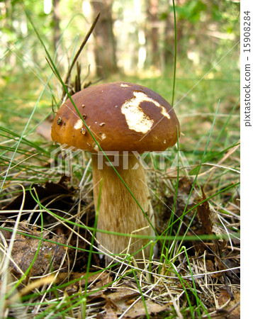 mushroom in the forest mushroom in the forest 15908284