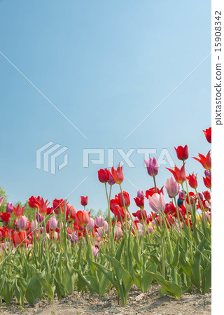 Tulip 15908342