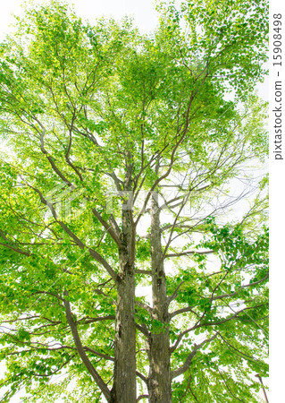 Wig Tree Wig Tree 15908498