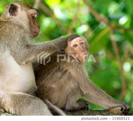 monkey monkey 15908521