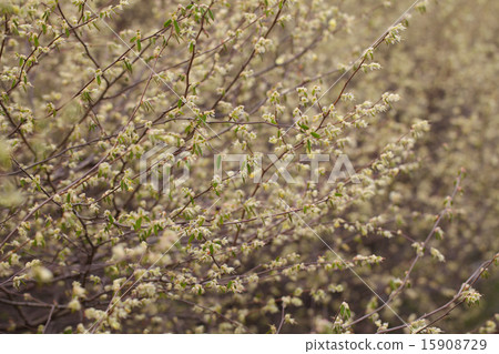 Hyuga mizuki的花 Hyuga mizuki的花 15908729