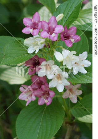 博克斯爾夫 15908896