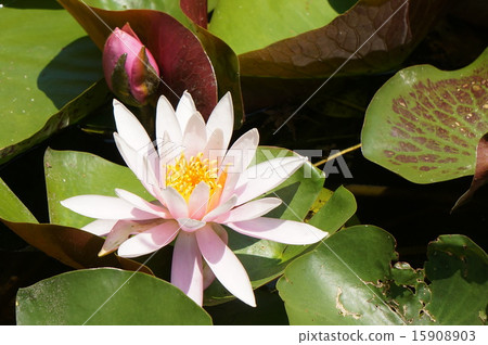 Water lily Water lily 15908903