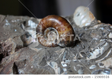 菊石的化石 15909316