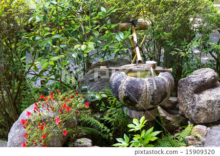 Junjoji在新鮮的綠色 15909320