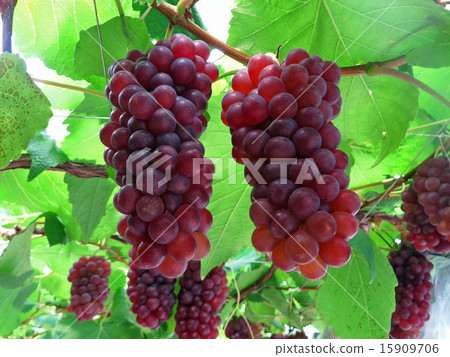 Fruit of grape vineyard 15909706
