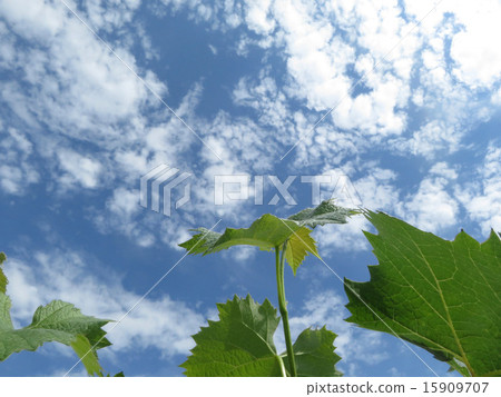 藍天和葡萄葉子 藍天和葡萄葉子 15909707