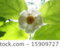 Natsuroubai 15909727
