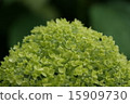  繡球 15909730