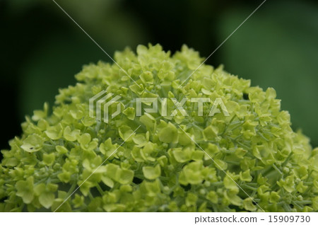 hydrangea hydrangea 15909730
