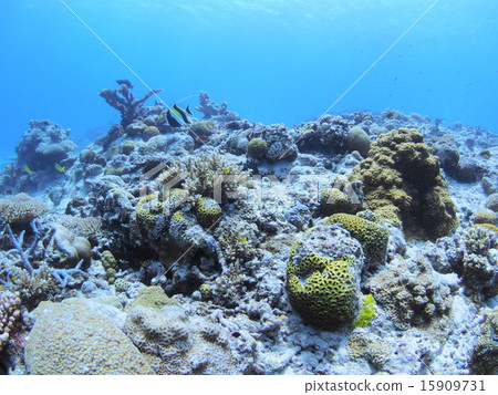 Various corals of Okinawa · Iriomote Island Various corals of Okinawa · Iriomote Island 15909731