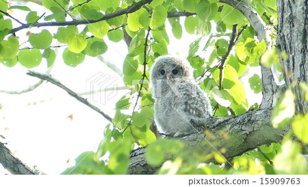 有逗人喜愛的面孔的嬰孩owl_p15002 有逗人喜愛的面孔的嬰孩owl_p15002 15909763