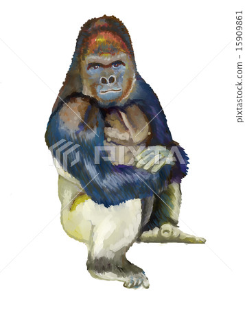 Mountain gorilla illustration 15909861