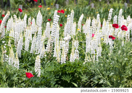 White lupine field White lupine field 15909925