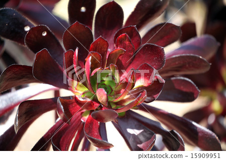 Black lawyer 15909951