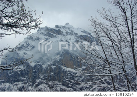 雪山和樹木 雪山和樹木 15910254