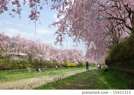 Cherry Tree Light Up in Koganei City, Tokyo (Koganei Shinbashi-Nakamaebashi) 15911313