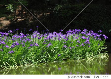 長谷寺的沖繩豬 15911336