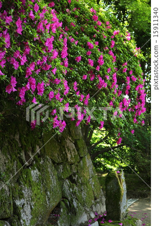 Choshūji寺的杜鵑花 15911340
