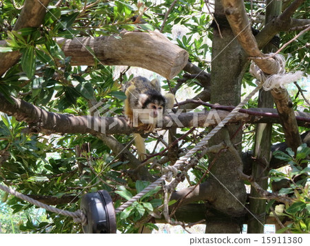Squirrel monkey Squirrel monkey 15911380