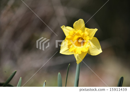 Daffodil flowers 15911439