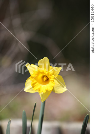 Daffodil flowers 15911440