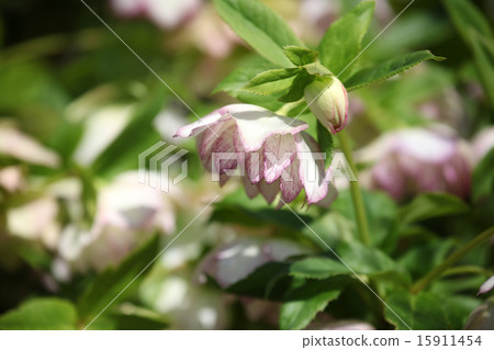 Christmas rose 15911454