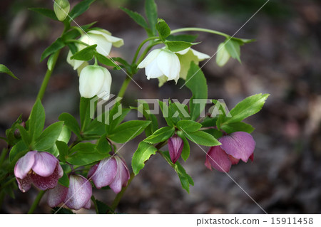 Christmas rose 15911458