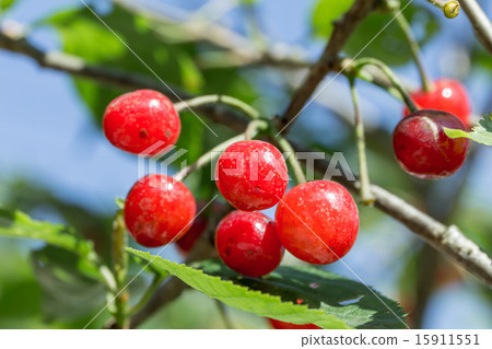 Materials of warm region Sakuramo's stone fruit (cherries) 15911551