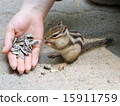 松鼠從手吃食物（花栗鼠） 15911759