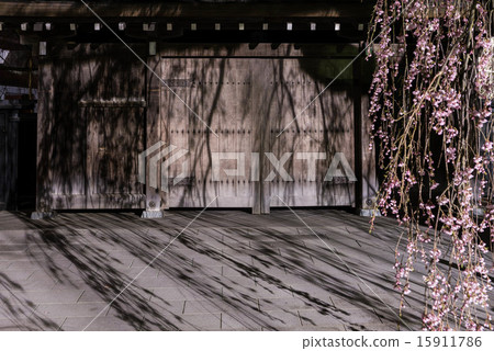 Branched cherry blossoms at the Kakunodate 15911786