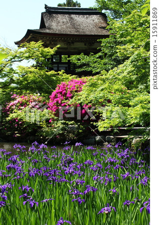 Okinawa pig of Nagakudaji Okinawa pig of Nagakudaji 15911869